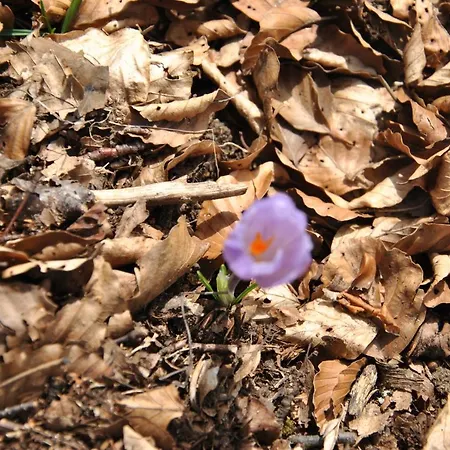 A Casa Di Franco 公寓 *